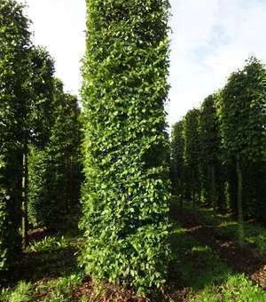 CARPINUS betulus en racines nues