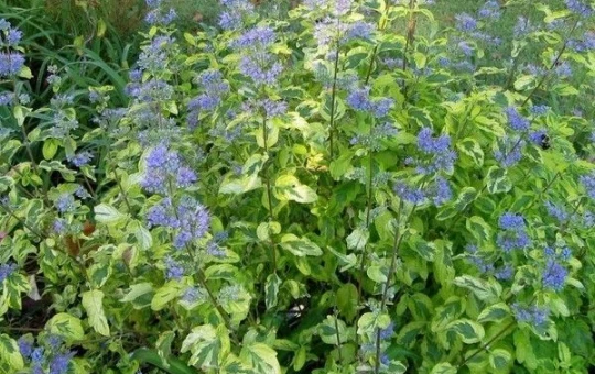 CARYOPTERIS 'Summer sorbet'