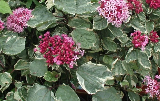 CLERODENDRUM Pink Diamond'