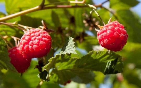 Tous nos petits fruits en racines nues