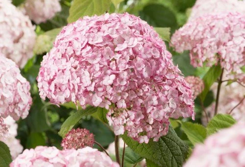 HYDRANGEA 'Candybelle'®