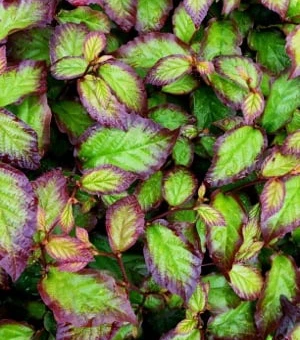 PARROTIA 'Persian Spire'