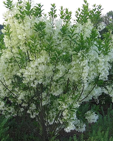 CHIONANTHUS virginicus