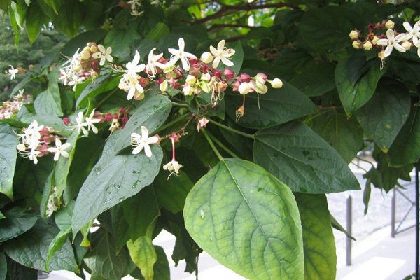 CLERODENDRUM trichotomum 'Fargesii'