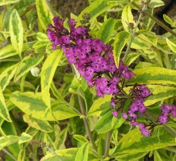 BUDDLEJA davidii 'Santana'