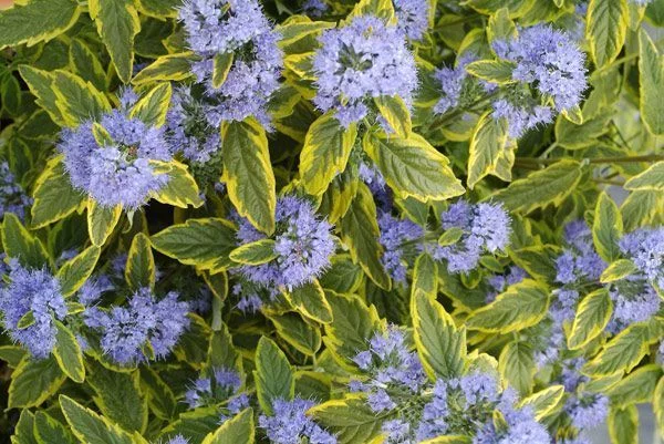 CARYOPTERIS clandonensis 'Summer Sorbet'®