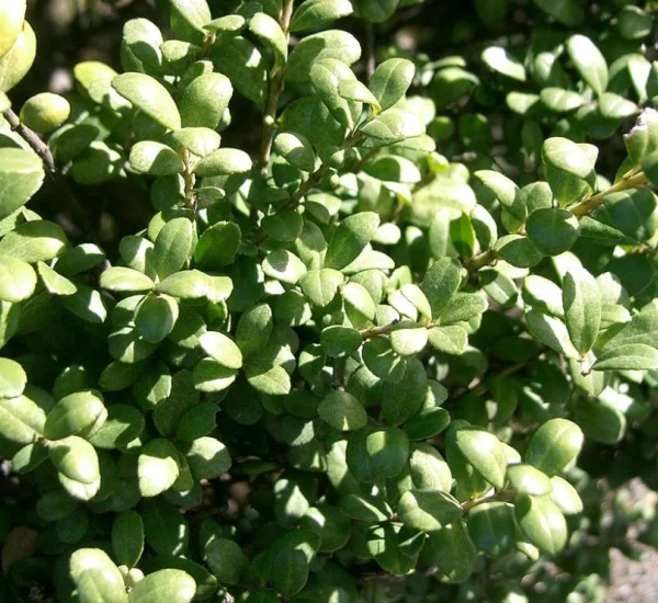 ILEX crenata 'Caroline Upright'