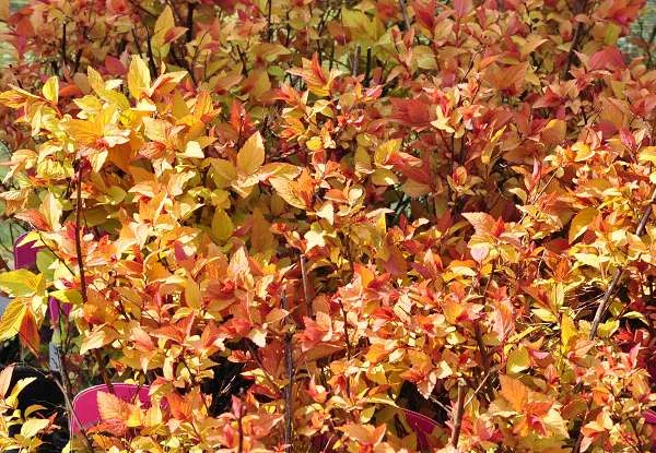 SPIRAEA japonica 'Firelight'