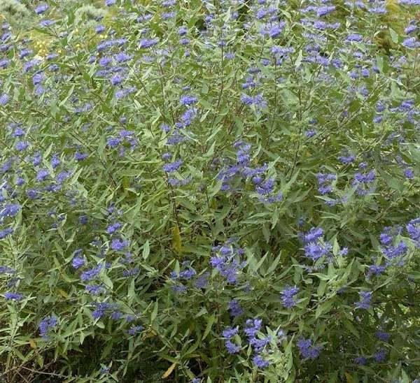 CARYOPTERIS clandonensis 'Heavenly Blue' - Barbe bleue, spiréé bleue 'Haevenly Blue'