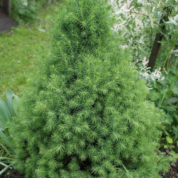 PICEA glauca 'Conica' - Sapinette blanche 'Glauca conica'