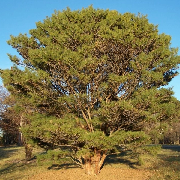 PINUS densiflora 'Umbraculifera' - Pin rouge du Japon