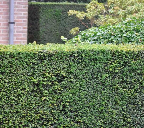 TAXUS baccata - If commun, If d'Angleterre