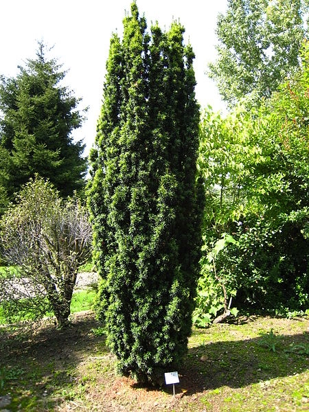 TAXUS baccata 'Fastigiata' - If d'Irlande, If fastigié