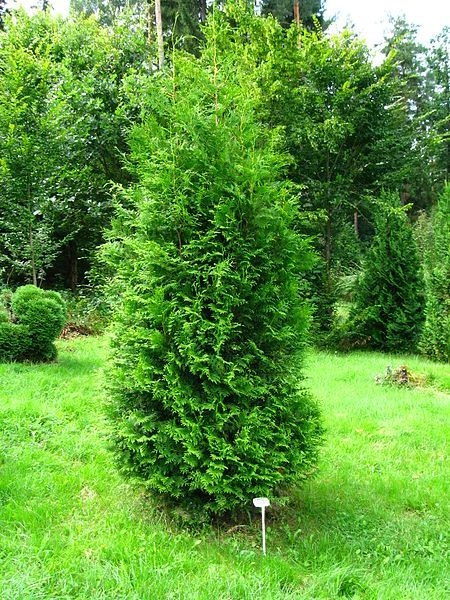 THUJA occidentalis 'Brabant' - Plantes de haie, Thuya du Canada