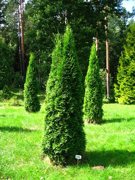 THUJA occidentalis 'Smaragd' - Plantes de haie, Thuya émeraude