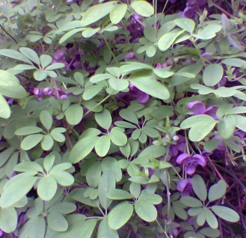 AKEBIA quinata - Akébie à cinq feuilles