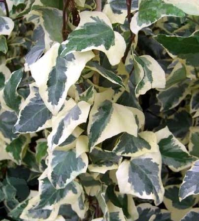 HEDERA algeriensis 'Gloire de Marengo' - Lierre des Canaries 'Gloire de Marengo'