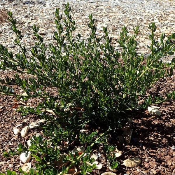 CEANOTHUS thyrsiflorus 'Skylark' - Ceanothe 'Skylark'