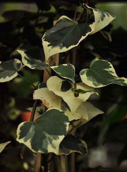 HEDERA colchica 'Dentata Variegata' - Lierre de Colchide Panaché