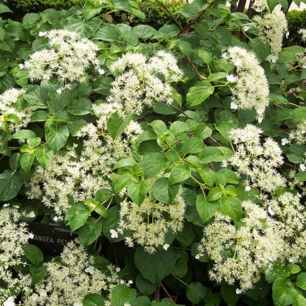HYDRANGEA petiolaris - Hortensia grimpant