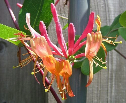LONICERA brownii 'Dropmore Scarlet' - Chèvrefeuille grimpant