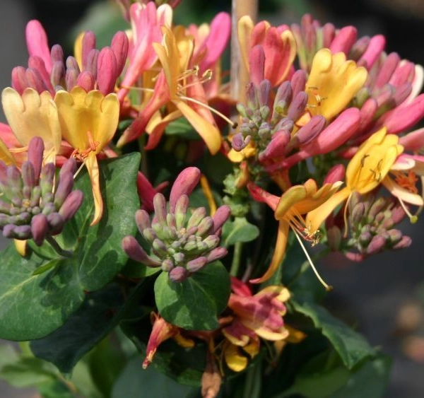 LONICERA heckrottii 'Goldflame' - Chèvrefeuille grimpant 'Goldflame'