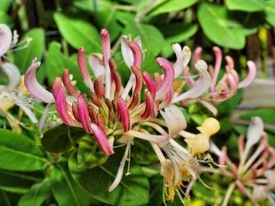 LONICERA periclymenum 'Belgica' - Chèvrefeuille grimpant des bois