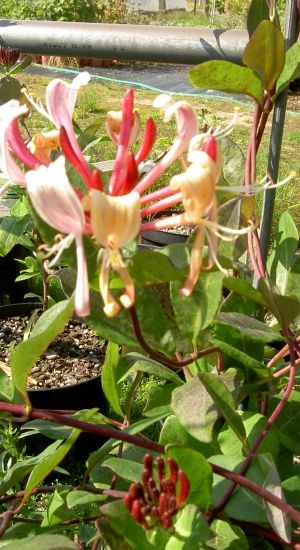 LONICERA periclymenum 'Serotina' - Chèvrefeuille des Bois 'Serotina'