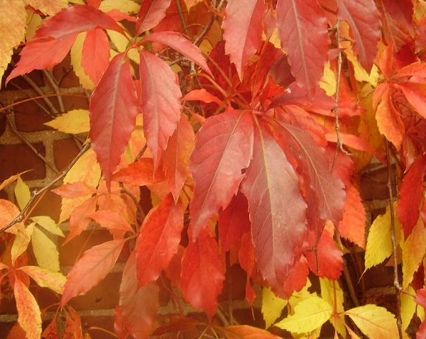 PARTHENOCISSUS quinquefolia 'Engelmannii' - Vigne vierge d'Engelmann