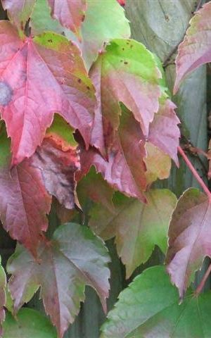PARTHENOCISSUS tricuspidata 'Veitchii robusta' - Vigne vierge de Veitch à grandes feuilles