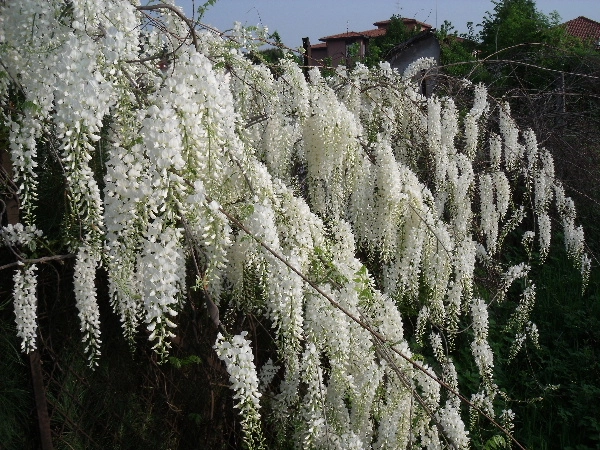 WISTERIA sinensis 'Alba'