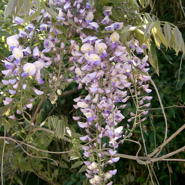 WISTERIA floribunda 'Issai' - Glycine de Chine 'Issai'