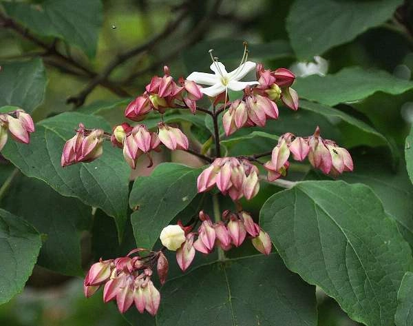 CLERODENDRUM trichotomum - Arbre du Clergé