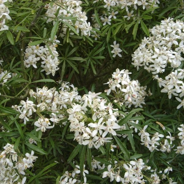 CHOISYA ternata 'White Dazzler' - Oranger du Mexique nain 'White Dazzler'