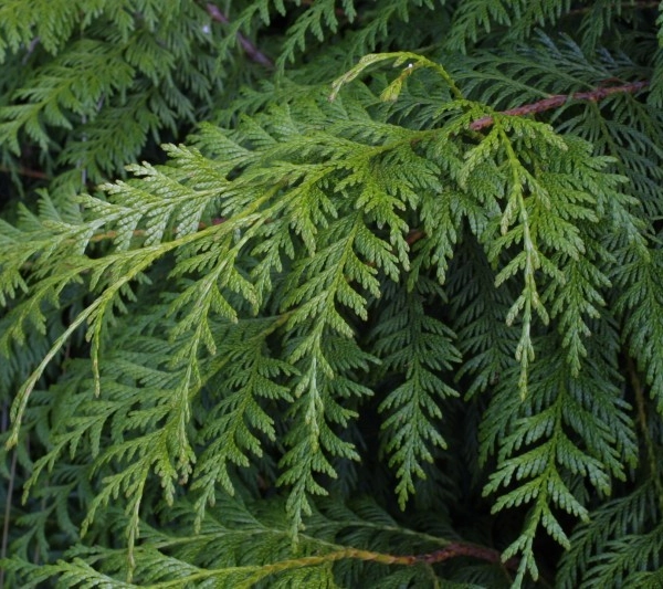 THUJA plicata 'Atrovirens' - Plantes de haie, Thuya