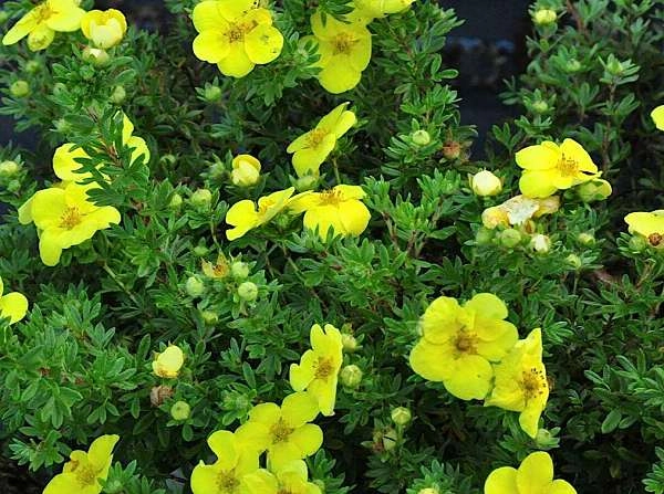 POTENTILLA fruticosa 'Kobold' - Potentille arbustive 'Kobold'