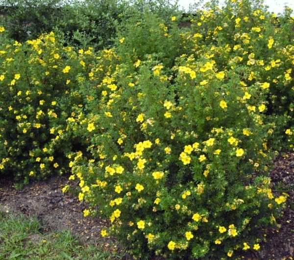 POTENTILLA fruticosa 'Kobold' - Potentille arbustive 'Kobold'