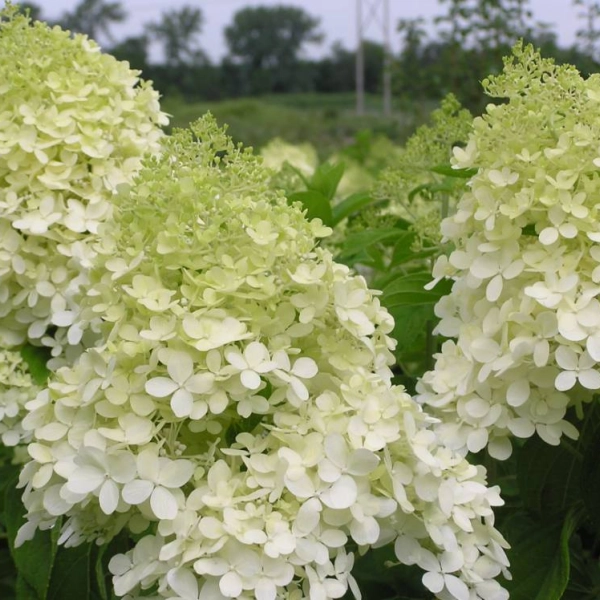 HYDRANGEA paniculata 'Phantom' - Hortensia paniculé 'Phantom'