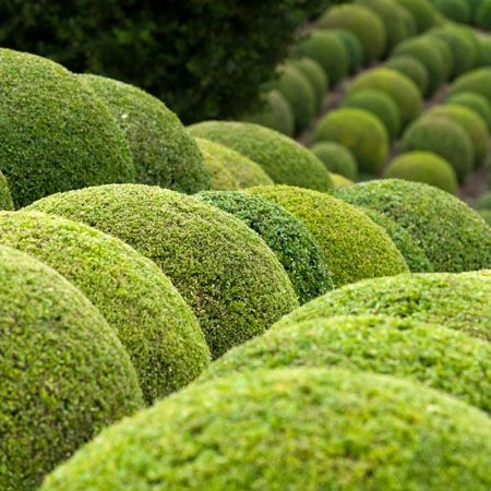 BUXUS sempervirens 'Boule' 30/35 cm de diamètre - Buis boule de 35 cm