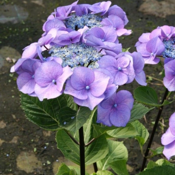 HYDRANGEA macrophylla 'Zorro'® - Hortensia à bois noir