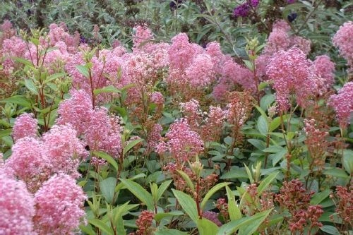 CEANOTHUS pallidus 'Perle Rose' - Ceanothe 'Perle rose'