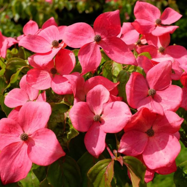 CORNUS kousa 'Satomi' - Cornouiller à fleurs roses