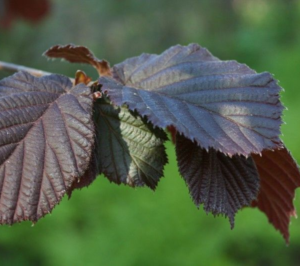 CORYLUS avellana 'Red Majestic'® - Noisetier tortueux pourpre