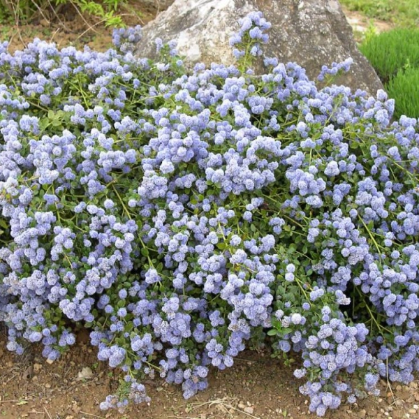 CEANOTHUS thyrsiflorus 'Repens' - Ceanothe rampante