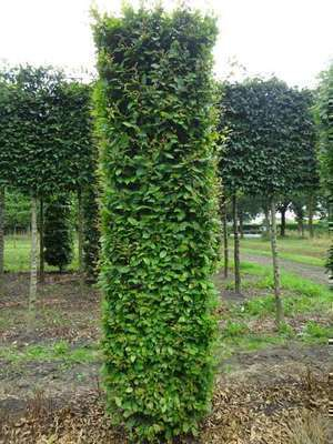 CARPINUS betulus - Charmille racines nues, plantes de haies pas cher