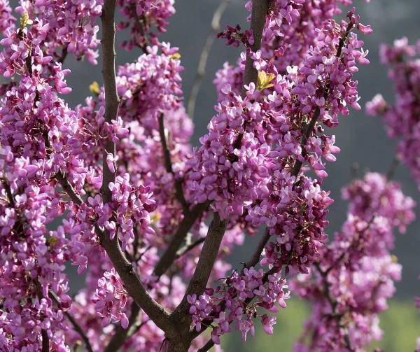 CERCIS siliquastrum - Arbre de judée
