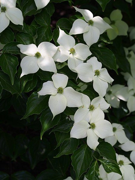 CORNUS kousa 'China Girl' - Cornouiller à fleurs