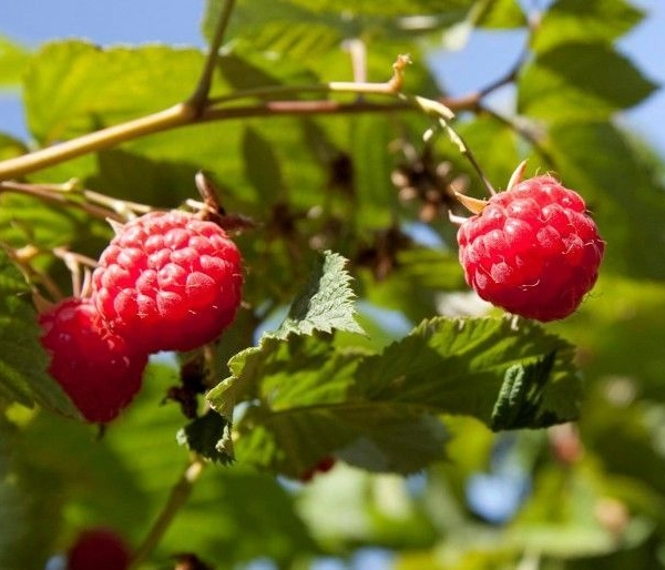 Framboisier remontant 'Autumn Bliss' ® - Rubus Ideaus 'Atumn Bliss' ®