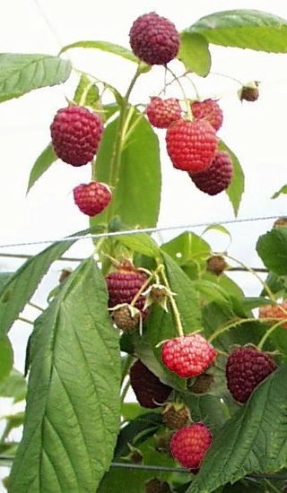 Framboisier remontant 'Héritage' - Rubus ideaus 'Heritage'
