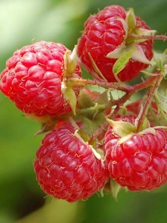 Framboisier non remontant 'Willamette' - Rubus ideaus 'Wilamette'